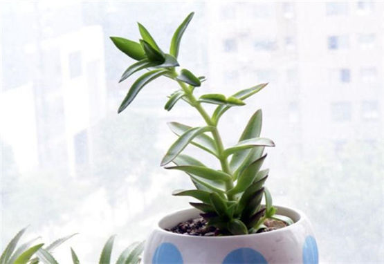 好风水的餐厅给你幸福的生活心态 -易德轩风水设计网