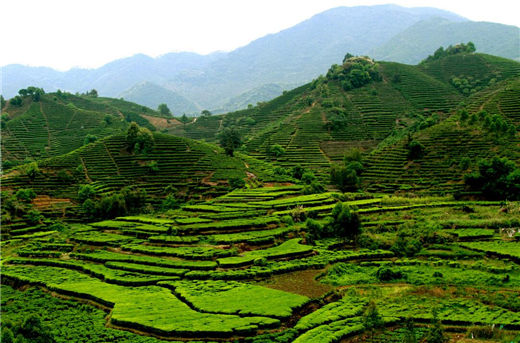 客厅盆栽风水禁忌都有哪些?-易德轩吉祥商城