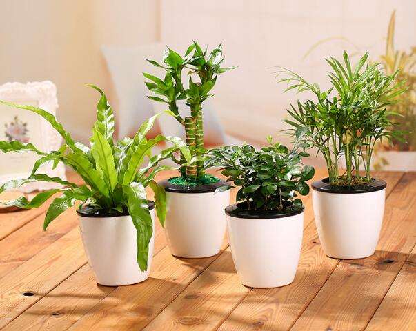 服装店装修可以放置富贵竹 可以招财 服装店装修可以放置富贵竹 可以招财