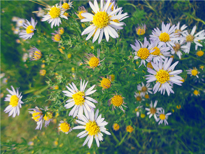 在新家中大型的盆栽摆放有什么风水讲究吗？-易德轩风水设计网