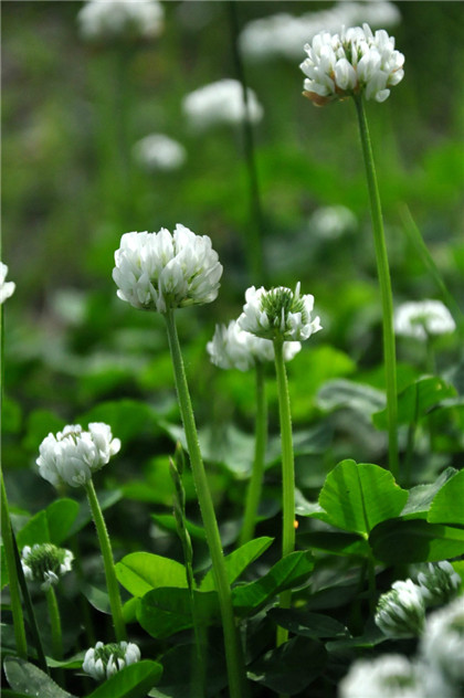 客厅放假花有什么风水讲究?-易德轩风水设计网 客厅放假花有什么风水讲究?-易德轩风水设计网