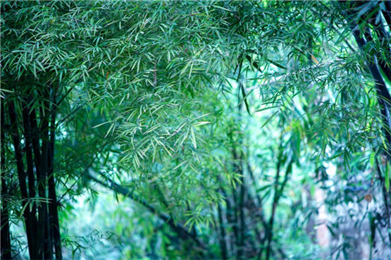 儿童的卧室怎么样布置才旺运呢?-易德轩风水设计网 儿童的卧室怎么样布置才旺运呢?-易德轩风水设计网