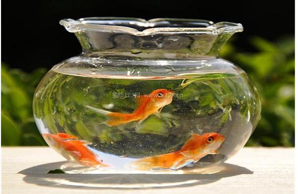 家中养鱼需要注意什么 家中养鱼风水禁忌