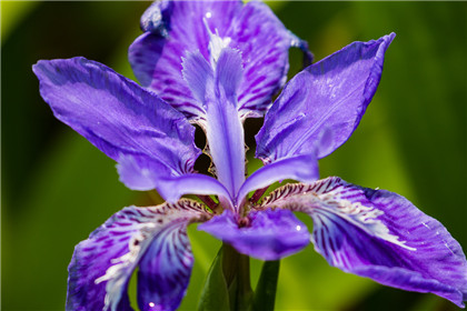 厨房植物摆放风水-易德轩风水设计网 厨房植物摆放风水-易德轩风水设计网