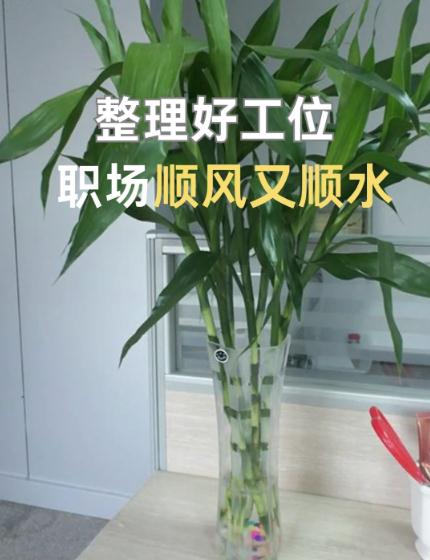 办公室风水布局与绿植搭配指南：提升财运与工作效率-易德轩风水装修设计网