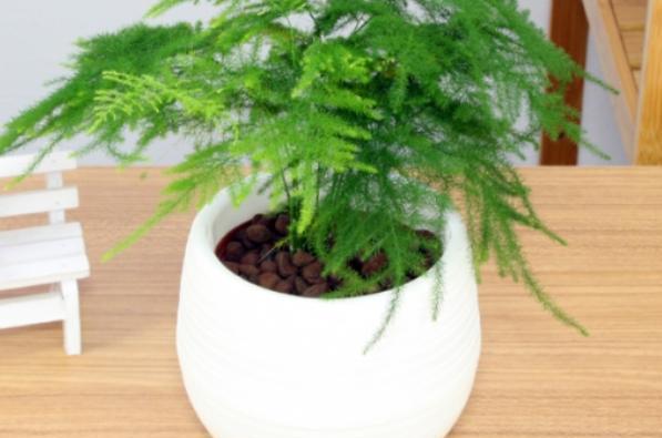 办公桌风水布局指南:招财植物与吉祥摆件的完美搭配-易德轩风水装修设计网 办公桌风水布局指南:招财植物与吉祥摆件的完美搭配-易德轩风水装修设计网