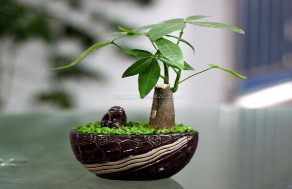 植物摆放风水宜忌 大家一定不要能忽略-易德轩风水装修设计网