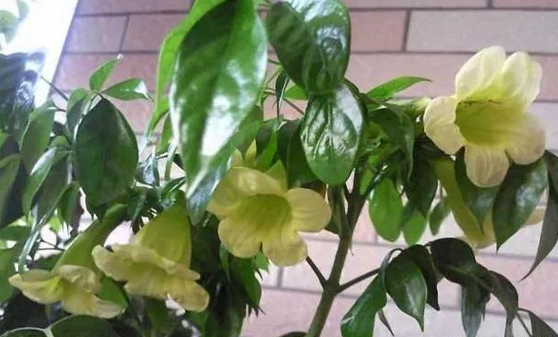 新家装修“绿植”不可少 尤其是这3种 新家装修“绿植”不可少 尤其是这3种