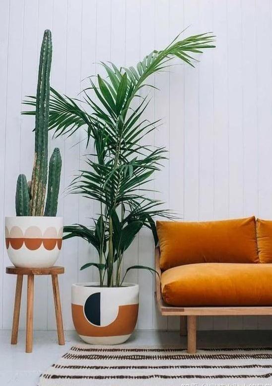 营造完美的家居环境，从选购植物开始