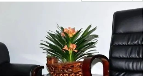 公司的盆景风水有哪些