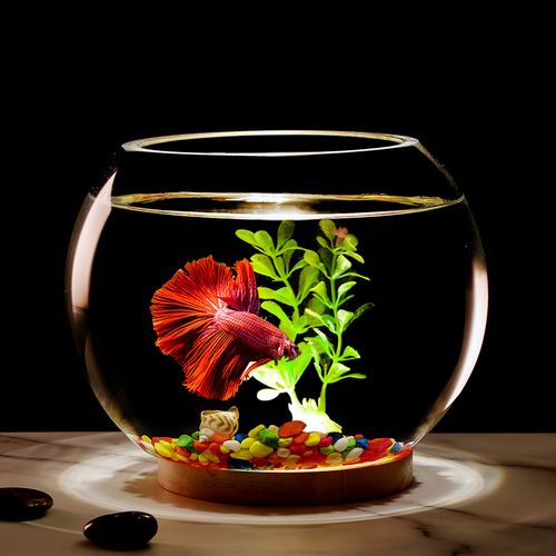 圆形鱼缸摆放忌讳及风水讲究