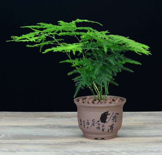 富贵竹是一种寓意吉祥的植物