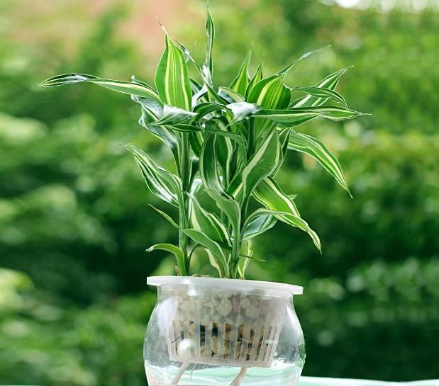 家居风水摆放之植物的摆放 家居风水摆放之植物的摆放