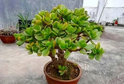 办公室装修门口避免不祥物