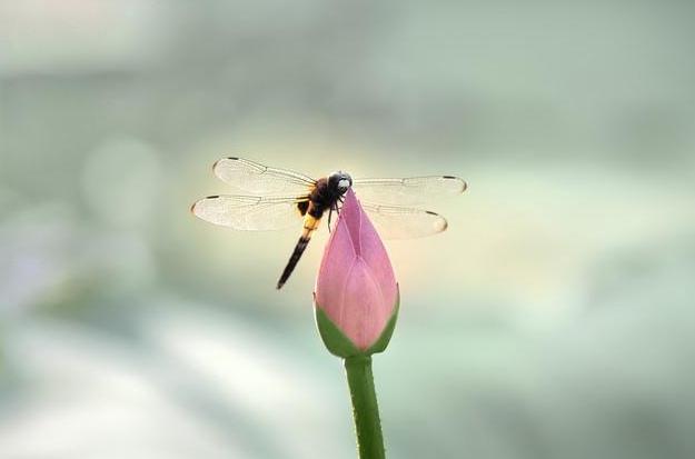八宅风水:八宅派选宅法则-易德轩风水设计网 八宅风水:八宅派选宅法则-易德轩风水设计网
