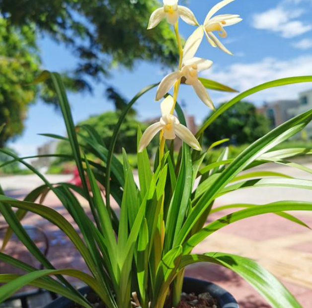 职场风水:办公室摆这些植物准没错!-易德轩风水设计网 职场风水:办公室摆这些植物准没错!-易德轩风水设计网
