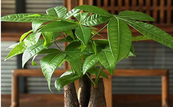 办公室书柜这样摆,帮助事业更进一步-易德轩风水设计网 办公室书柜这样摆,帮助事业更进一步-易德轩风水设计网