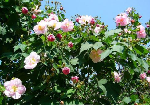 店铺墙壁装修要注意哪些风水才可提升财运？-易德轩风水设计网