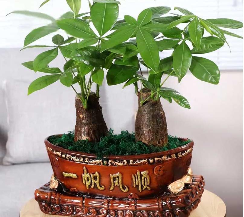 办公室风水植物摆放秘诀(助你提升财运)-易德轩风水设计网 办公室风水植物摆放秘诀(助你提升财运)-易德轩风水设计网