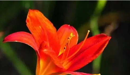 客厅和阳台不应该摆放这些 客厅和阳台不应该摆放这些