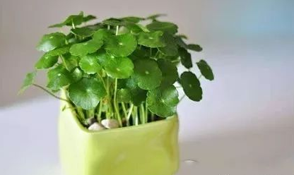 财务办公室摆放这种植物竟然招财