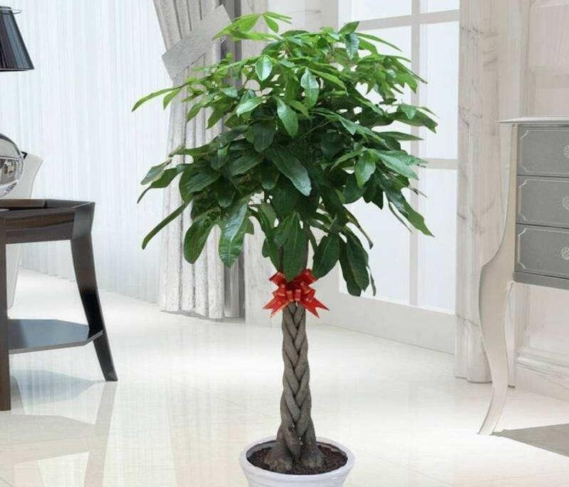 　　放办公室门口风水好的植物：1、步步高升发财树；2、招财进宝金钱树；3、基业长青万年青；4、君子兰；5、富贵竹。发财树常做风水树，摆办公室门口合适。发财树顾名思义，招财进宝，是一种会深受欢迎的风水植物。因此，放办公室门口有招财的寓意。其次吗，金钱树也是很好的选择。金钱树又称为龙凤木，能将风水改善，具有蓬勃向上、招财进宝、荣华富贵的效果。