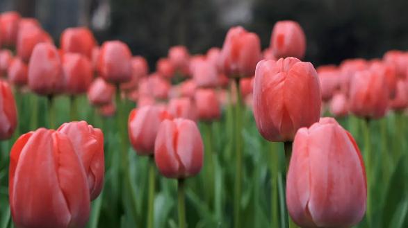  办公室盆景风水及其禁忌介绍-易德轩风水设计网