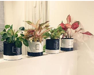 小型绿色盆栽的风水用处 小型绿色盆栽的风水用处