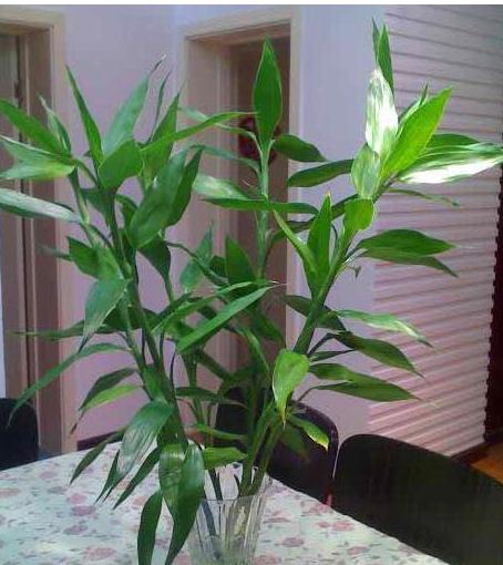 客厅植物别乱摆，放的不好影响风水！-易德轩风水设计网