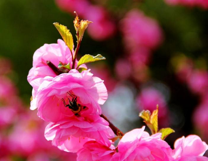 增加桃花运的卧室风水有哪些 -易德轩风水设计网