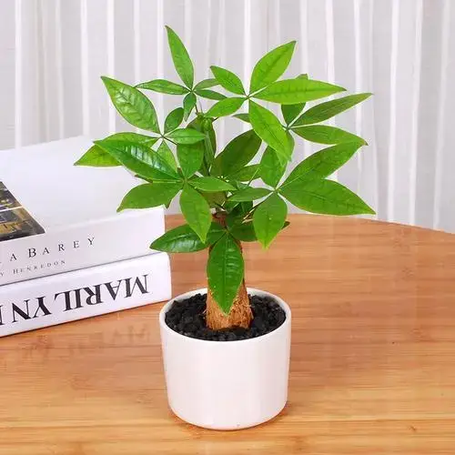 植物盆栽美化家居、陶冶情操，还能化解家居风水煞气！