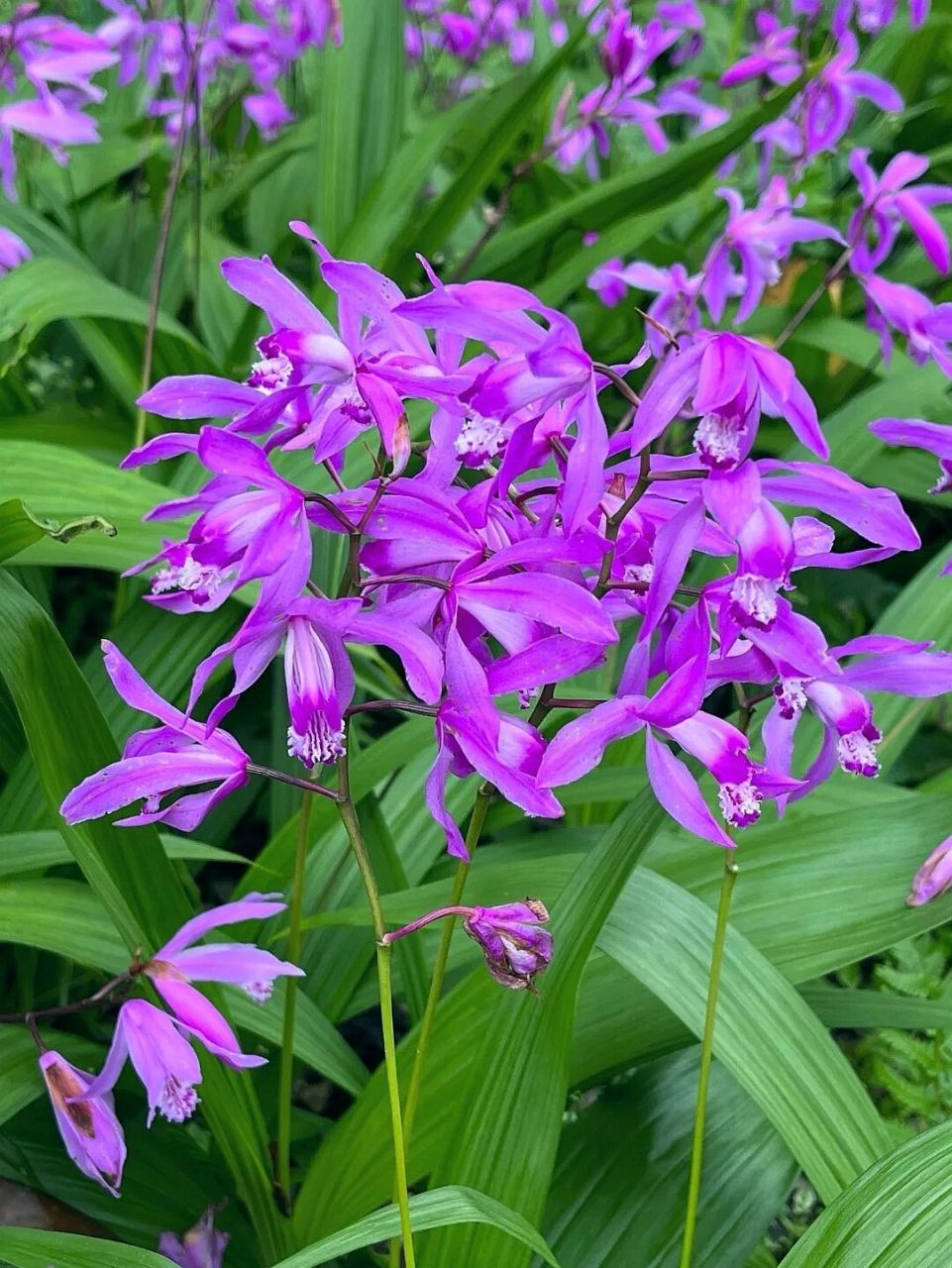 白芨