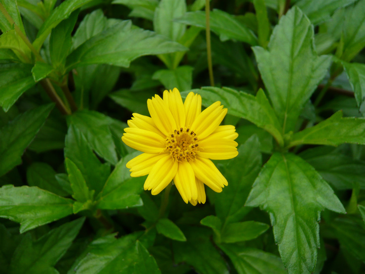 蟛蜞菊