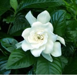 山茶花