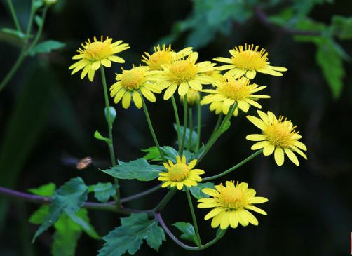 野菊花