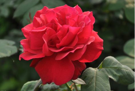 月季花