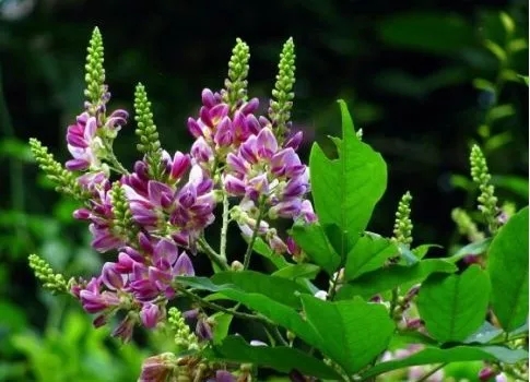 密花豆