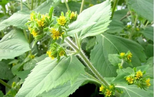 豨薟草