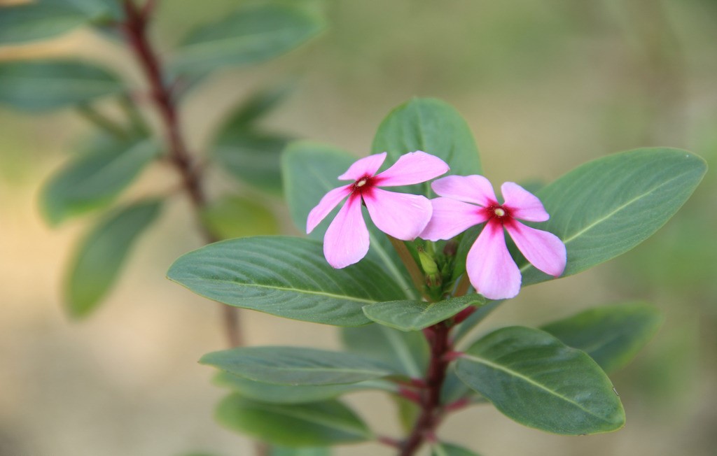 長春花