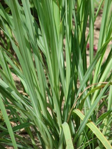 香茅