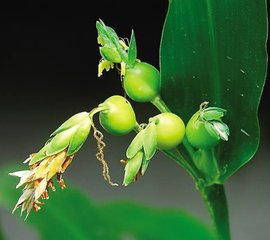 薏苡仁