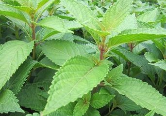 溪黃草