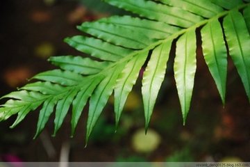烏毛蕨