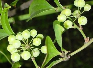 菝葜