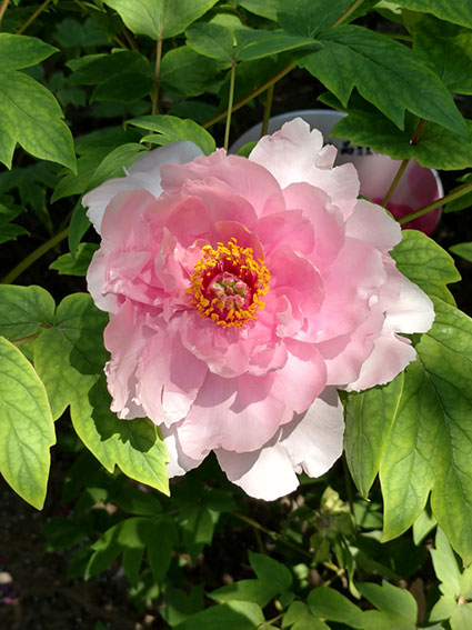 景山的牡丹花20170428  (10)