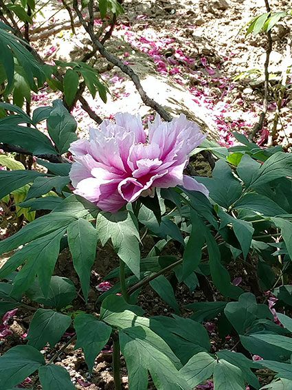 景山的牡丹花20170428  (11)