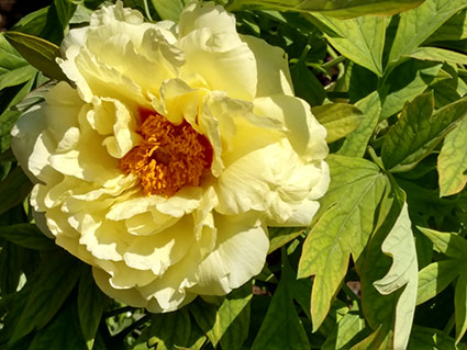 景山的牡丹花20170428  (12)