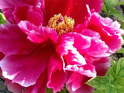 景山的牡丹花20170428  (13)