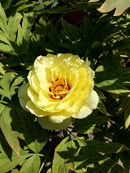 景山的牡丹花20170428  (14)