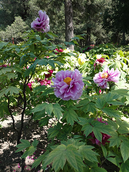 景山的牡丹花20170428  (15)